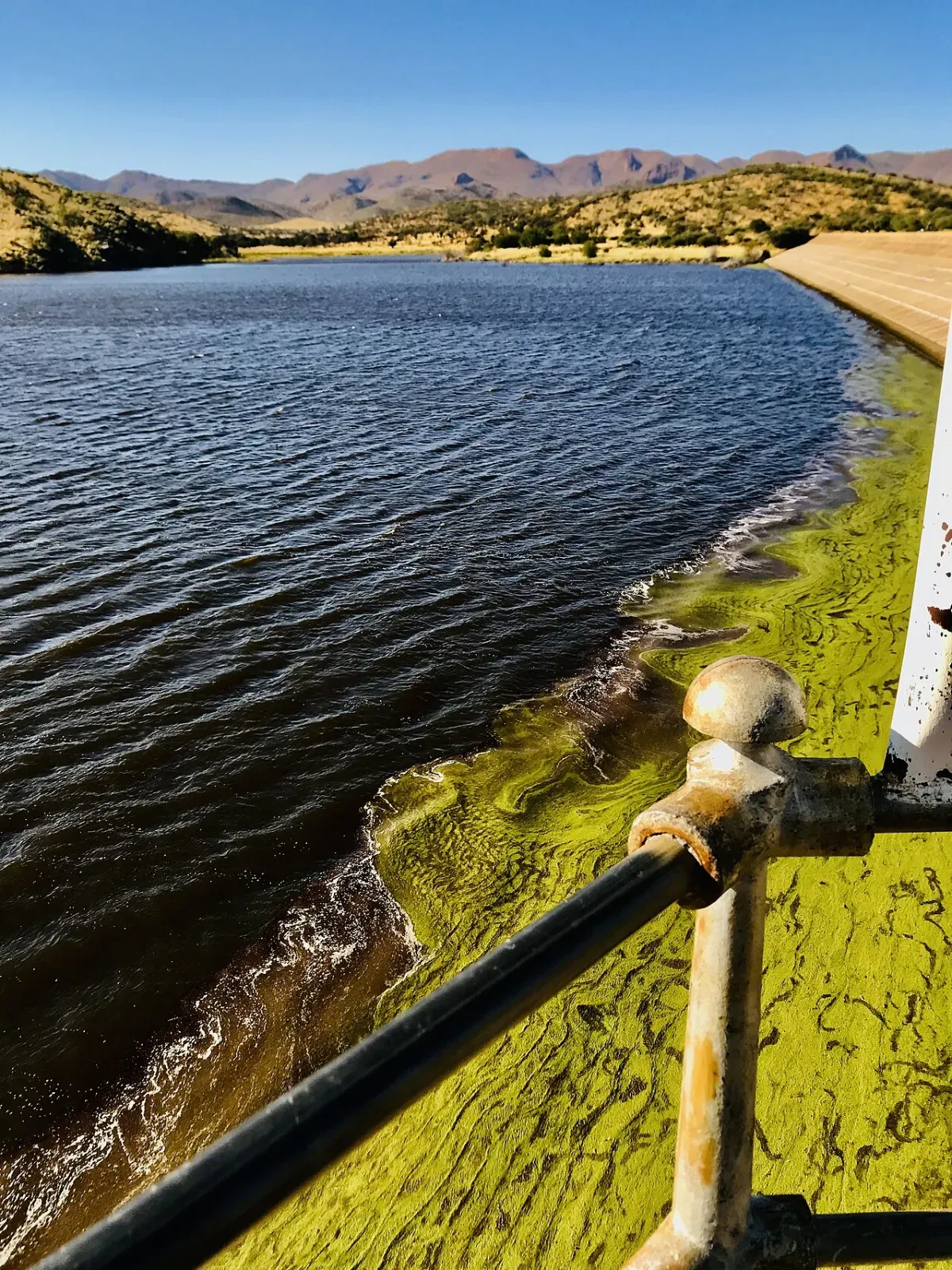 Groen water en muggenlarven: oorzaak en oplossing